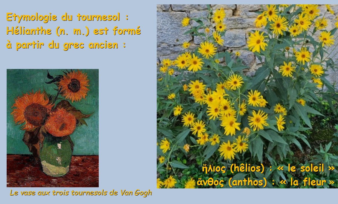 Les fleurs du soleil