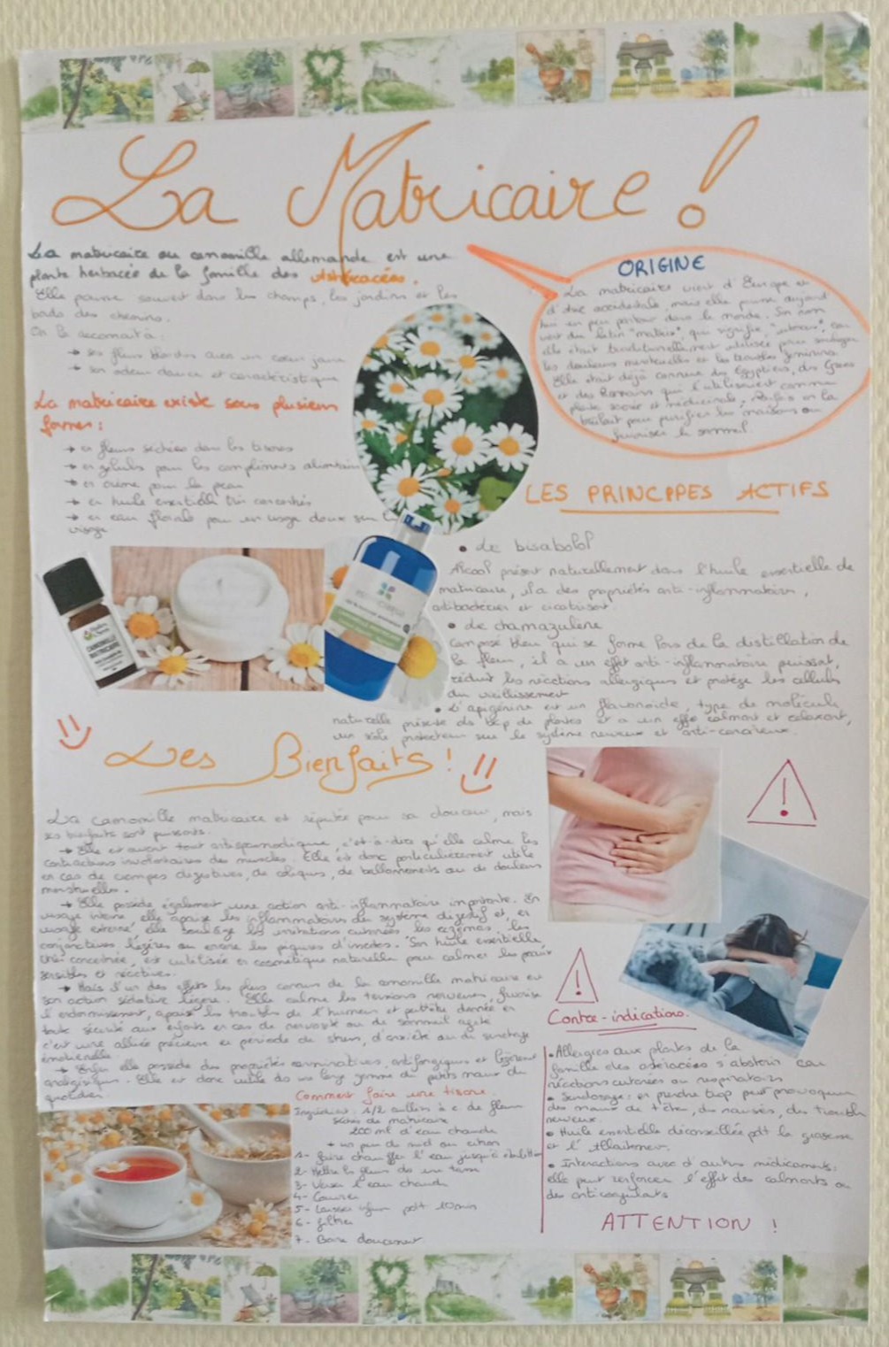 La Matricaire