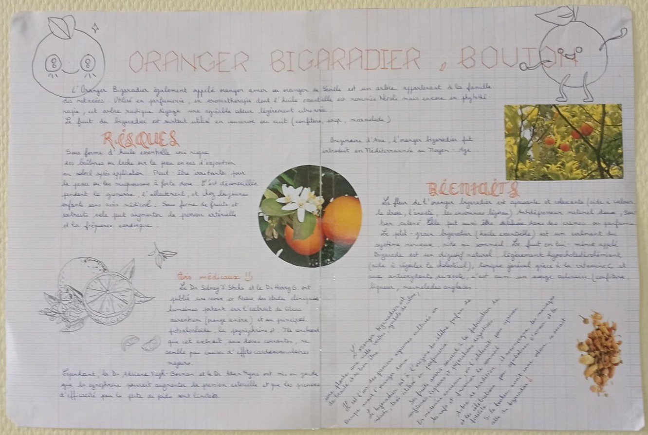 L'oranger bigaradier